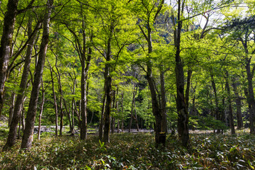 日本の風景・初夏　長野　新緑の上高地