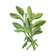 watercolor of Water spinach isolated white background