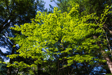 Fototapeta premium 日本の風景・初夏 長野 新緑の上高地