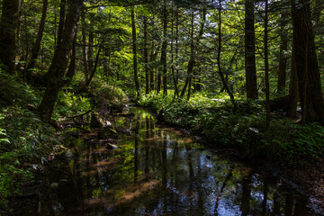 Obraz premium 日本の風景・初夏 長野 新緑の上高地