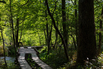 Fototapeta premium 日本の風景・初夏 長野 新緑の上高地