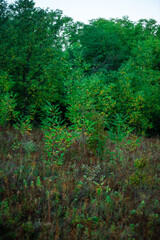 Forest landscape , field near the woodlands. Green grass and green field , summer morning , sunrise , foggy morning , blue sky , green trees . Misty weather