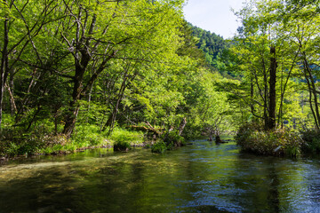 日本の風景・初夏　長野　新緑の上高地