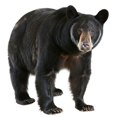 Fototapeta premium A black bear standing on a isolated background in a wildlife setting