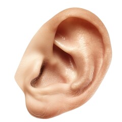 Fototapeta premium Close Up Ear On Transparent Background 