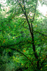 Fototapeta premium Summer landscape with trees at the morning . Morning cold colors , green trees and leaves . Wild forest with field . Nature landscape , summer trees. Misty morning , sunrise . Fog over the trees