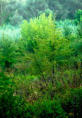 Summer landscape with trees at the morning . Morning cold colors , green trees and leaves . Wild forest with field . Nature landscape , summer trees. Misty morning , sunrise . Fog over the trees