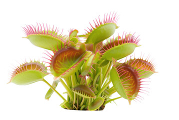 Close-up of Venus flytrap