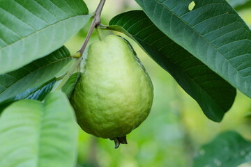 guava on tree