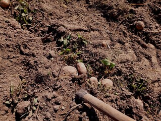 Harvesting potatoes using a special hand tool, a hoe. Potatoes lie on plowed soil.