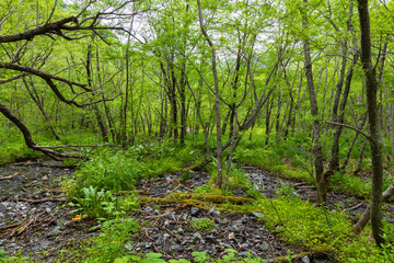 Obraz premium 日本の風景・初夏 長野 新緑の上高地