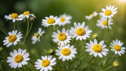 Obraz premium Close-up of white daisies with yellow centers blooming in a field.