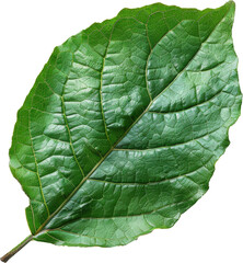 Obraz premium A vibrant green leaf with intricate veins.