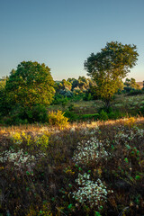 Fototapeta premium Morning in the forest wild field . Sunny morning , summer landscape with sunrise , yellow and golden colors over the trees and forest . Green field with flowers and grass. Green trees , nature . Lands