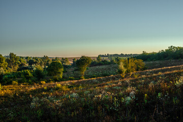 Obraz premium Summer morning , trees in wild field , grass on field . Golden hour in the woodlands, sunrise over the field and trees . Yellow colors , summer landscape . Forest beautiful , nature lands . Sunny day