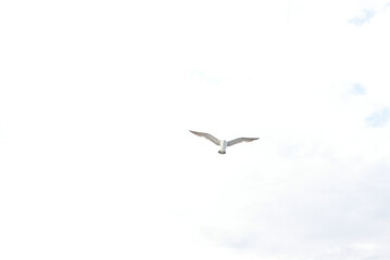 空を飛ぶカモメ