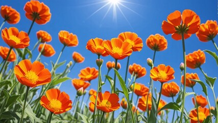 Fototapeta premium Vibrant orange flowers blooming against a bright blue sky.