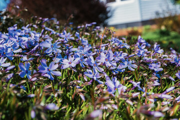 blue and white flowers