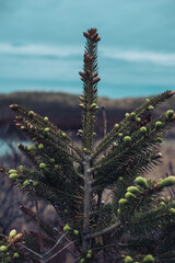 pine on the beach