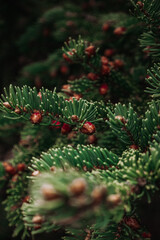 christmas tree branches