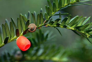 Eibe (Taxus baccata)