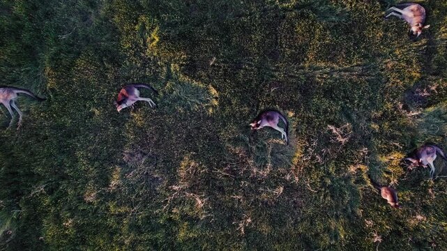 Kangaroos lie peacefully on a lush green field, basking in the soft morning light in a tranquil rural setting, highlighting the beauty of wildlife in Australia.