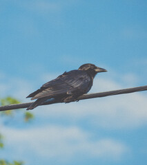 blackbird on a branch
