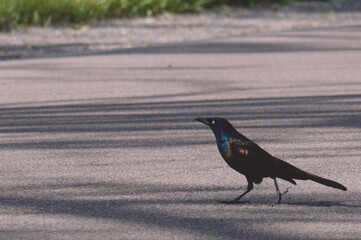 crow on the street