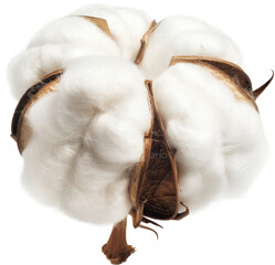 Soft cotton boll close-up