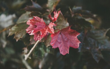 red maple leaf