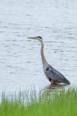 great blue heron