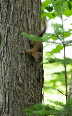 squirrel on a tree