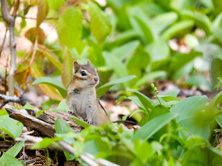 squirrel on a tree