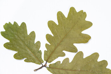 Dried oak tree leaves, herbarium on white background, top view