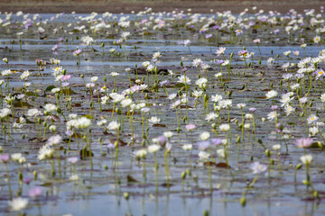 Magnificent flowering waterholes in Far North Queensland in the wet season.