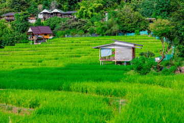 atural background on the mountain with green rice terraces. Pa Bong Piang is one of the beautiful...