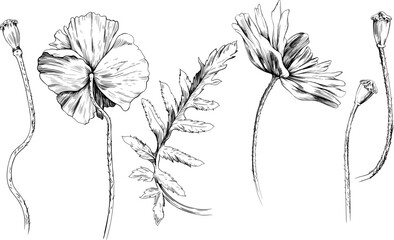 Poppies vintage line drawing set. Illustration of hand drawn flowers.