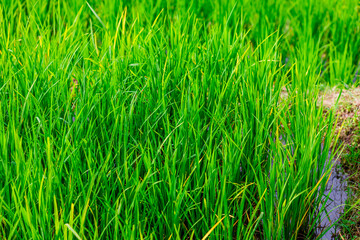 atural background on the mountain with green rice terraces. Pa Bong Piang is one of the beautiful viewpoints in Chiang Mai, Thailand, overlooking the surrounding mountains. It is always popular.