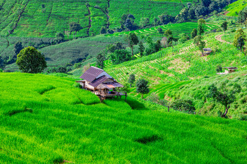 atural background on the mountain with green rice terraces. Pa Bong Piang is one of the beautiful...