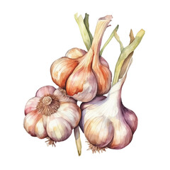 watercolor of Garlic isolated white background