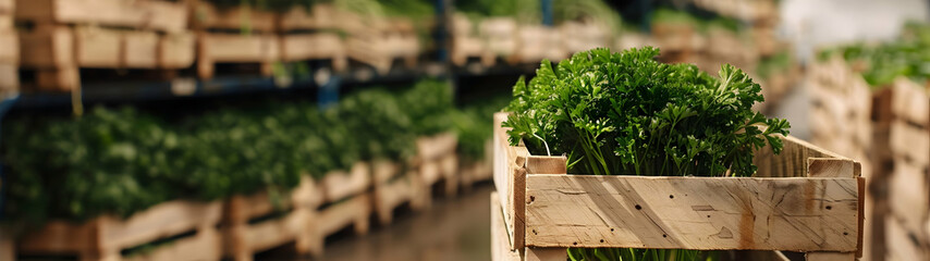 Parsley harvested in wooden boxes in a warehouse. Natural organic fruit abundance. Healthy and natural food storing and shipping concept.