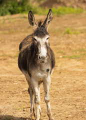 animal donkey on a walk.