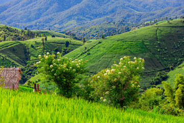 atural background on the mountain with green rice terraces. Pa Bong Piang is one of the beautiful...