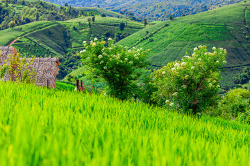 atural background on the mountain with green rice terraces. Pa Bong Piang is one of the beautiful...