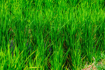 atural background on the mountain with green rice terraces. Pa Bong Piang is one of the beautiful viewpoints in Chiang Mai, Thailand, overlooking the surrounding mountains. It is always popular.