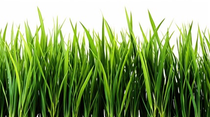 green grass isolated on white