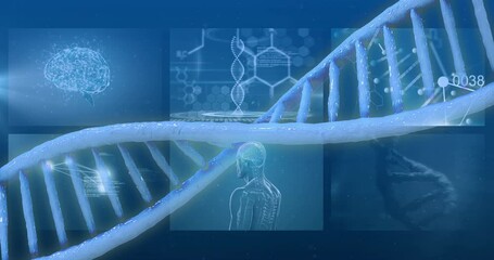 DNA strand and scientific data processing animation over brain and human body diagrams - Powered by Adobe