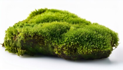 Green moss piece isolated on white background
