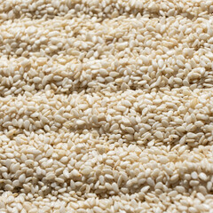 White sesame background, macro top view.