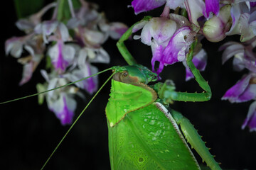 A large, bright green grasshopper. Eating purple and white orchids in the forest with happiness Beautiful colors of plants and animals in the perfect forest during the rainy season.